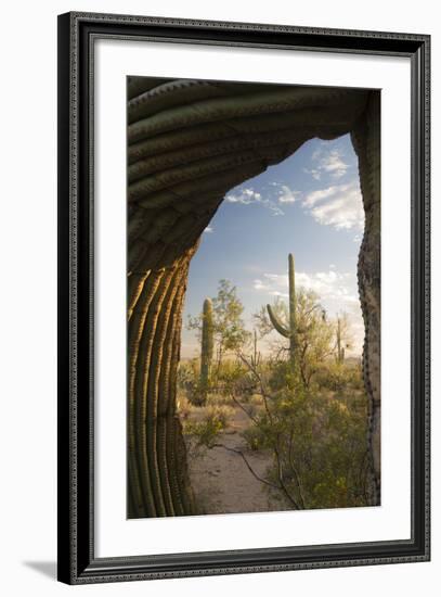 Saguaro Forest Saguaro National Park, Arizona, USA-Jamie & Judy Wild-Framed Photographic Print