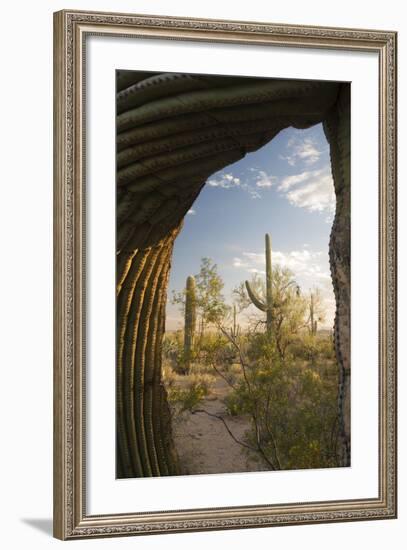 Saguaro Forest Saguaro National Park, Arizona, USA-Jamie & Judy Wild-Framed Photographic Print