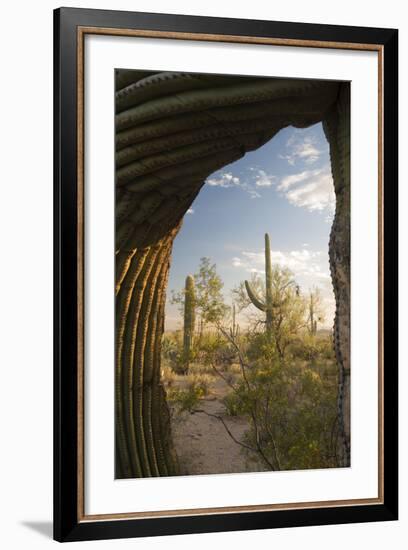 Saguaro Forest Saguaro National Park, Arizona, USA-Jamie & Judy Wild-Framed Photographic Print