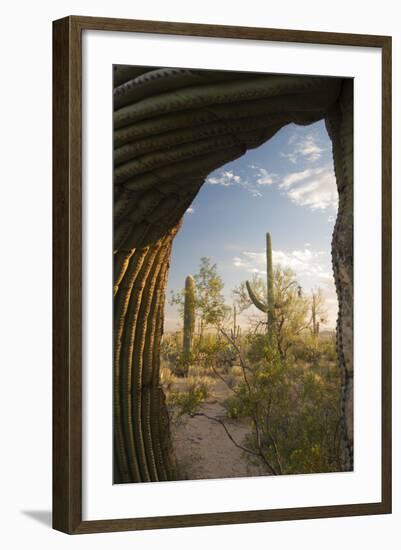 Saguaro Forest Saguaro National Park, Arizona, USA-Jamie & Judy Wild-Framed Photographic Print