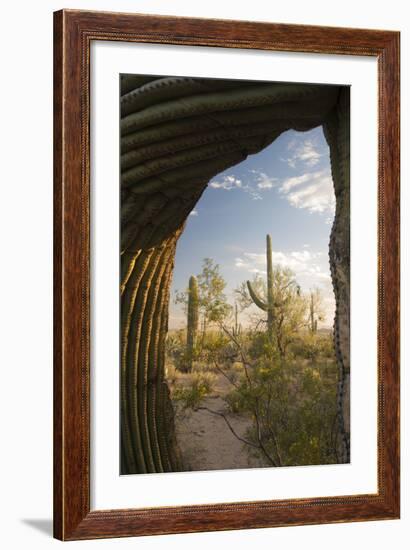 Saguaro Forest Saguaro National Park, Arizona, USA-Jamie & Judy Wild-Framed Photographic Print