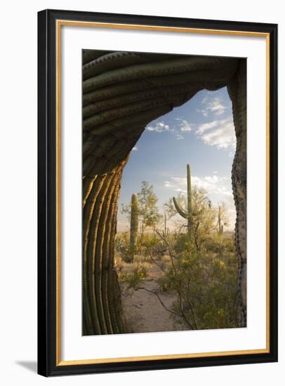 Saguaro Forest Saguaro National Park, Arizona, USA-Jamie & Judy Wild-Framed Photographic Print