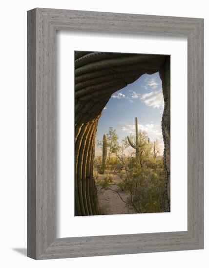 Saguaro Forest Saguaro National Park, Arizona, USA-Jamie & Judy Wild-Framed Photographic Print