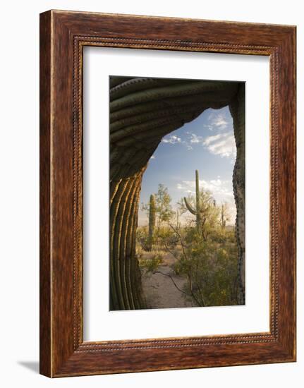 Saguaro Forest Saguaro National Park, Arizona, USA-Jamie & Judy Wild-Framed Photographic Print