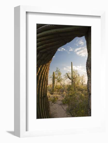 Saguaro Forest Saguaro National Park, Arizona, USA-Jamie & Judy Wild-Framed Photographic Print