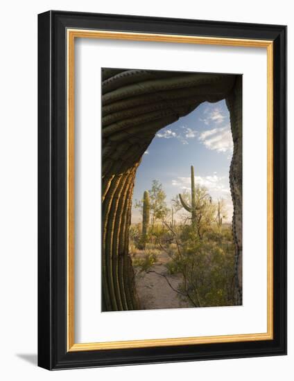 Saguaro Forest Saguaro National Park, Arizona, USA-Jamie & Judy Wild-Framed Photographic Print