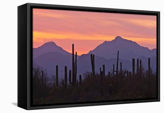 Saguaro Forest, Sonoran Desert, Saguaro National Park, Arizona, USA-null-Framed Premier Image Canvas