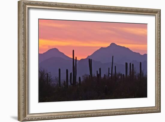 Saguaro Forest, Sonoran Desert, Saguaro National Park, Arizona, USA-null-Framed Photographic Print