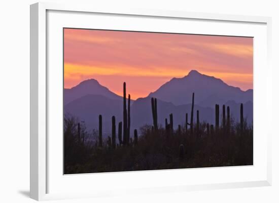 Saguaro Forest, Sonoran Desert, Saguaro National Park, Arizona, USA-null-Framed Photographic Print