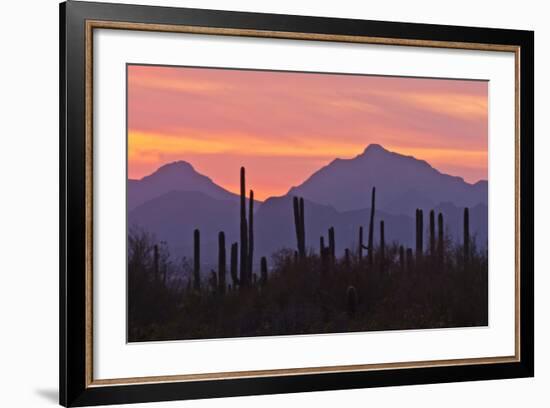 Saguaro Forest, Sonoran Desert, Saguaro National Park, Arizona, USA-null-Framed Photographic Print