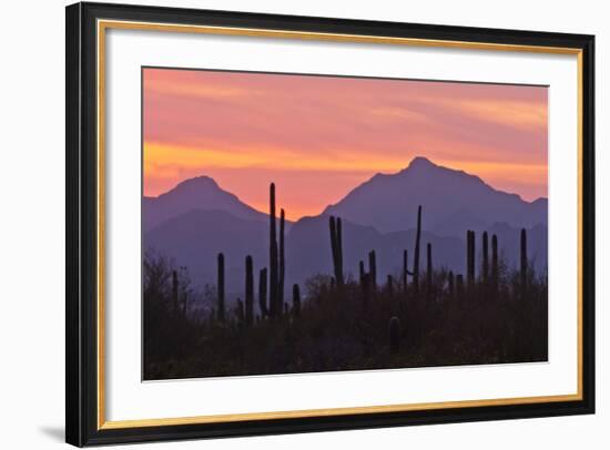 Saguaro Forest, Sonoran Desert, Saguaro National Park, Arizona, USA-null-Framed Photographic Print