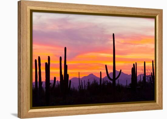 Saguaro Forest, Sonoran Desert, Saguaro National Park, Arizona, USA-null-Framed Premier Image Canvas