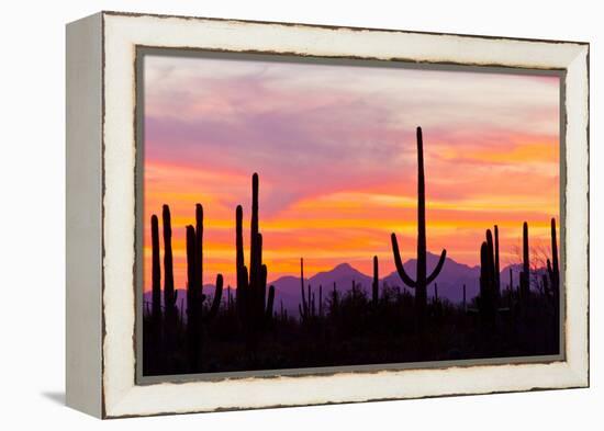 Saguaro Forest, Sonoran Desert, Saguaro National Park, Arizona, USA-null-Framed Premier Image Canvas