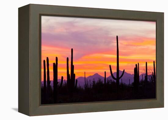 Saguaro Forest, Sonoran Desert, Saguaro National Park, Arizona, USA-null-Framed Premier Image Canvas