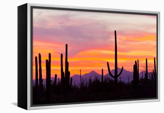 Saguaro Forest, Sonoran Desert, Saguaro National Park, Arizona, USA-null-Framed Premier Image Canvas