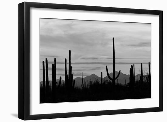 Saguaro Forest, Sonoran Desert, Saguaro National Park, Arizona, USA-null-Framed Photographic Print