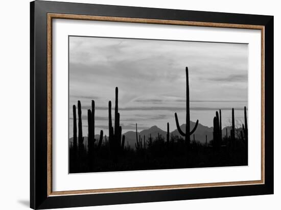 Saguaro Forest, Sonoran Desert, Saguaro National Park, Arizona, USA-null-Framed Photographic Print