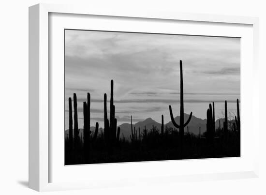 Saguaro Forest, Sonoran Desert, Saguaro National Park, Arizona, USA-null-Framed Photographic Print