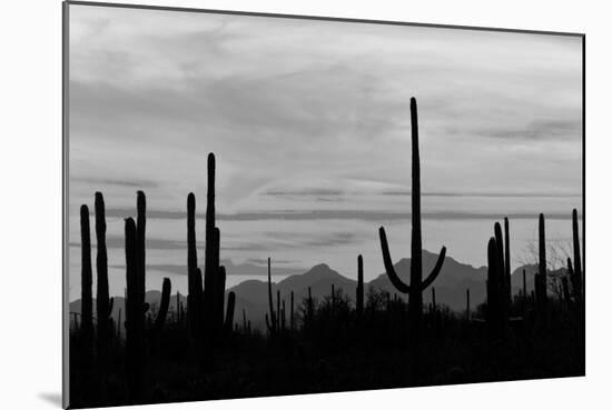 Saguaro Forest, Sonoran Desert, Saguaro National Park, Arizona, USA-null-Mounted Photographic Print