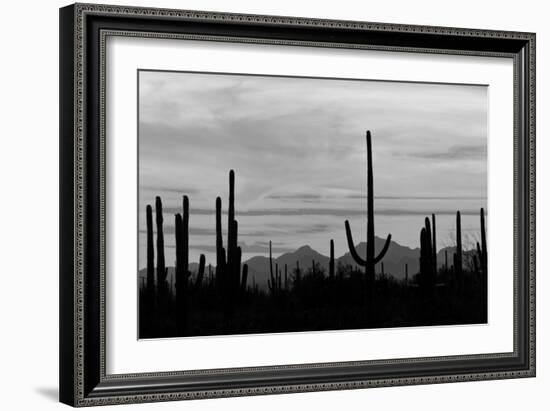 Saguaro Forest, Sonoran Desert, Saguaro National Park, Arizona, USA-null-Framed Photographic Print