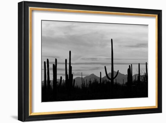 Saguaro Forest, Sonoran Desert, Saguaro National Park, Arizona, USA-null-Framed Photographic Print