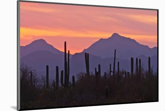 Saguaro Forest, Sonoran Desert, Saguaro National Park, Arizona, USA-null-Mounted Photographic Print