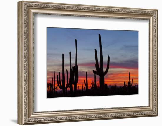 Saguaro Forest, Sonoran Desert, Saguaro National Park, Arizona, USA-null-Framed Photographic Print