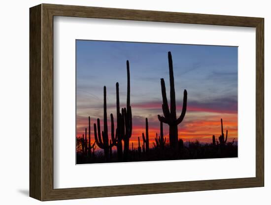 Saguaro Forest, Sonoran Desert, Saguaro National Park, Arizona, USA-null-Framed Photographic Print