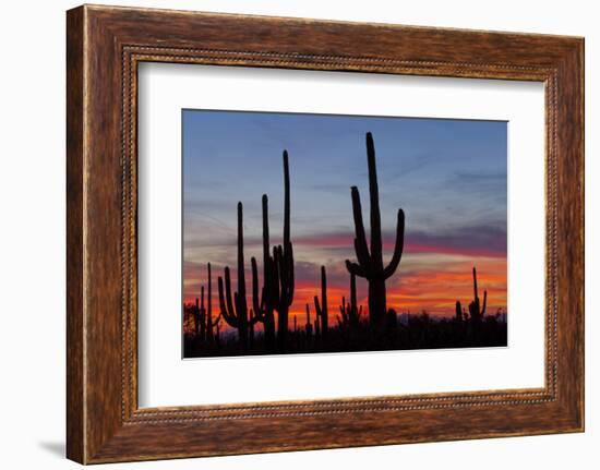 Saguaro Forest, Sonoran Desert, Saguaro National Park, Arizona, USA-null-Framed Photographic Print