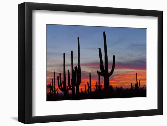 Saguaro Forest, Sonoran Desert, Saguaro National Park, Arizona, USA-null-Framed Photographic Print