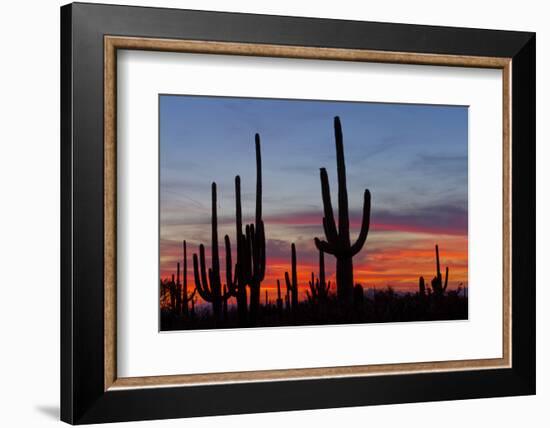 Saguaro Forest, Sonoran Desert, Saguaro National Park, Arizona, USA-null-Framed Photographic Print