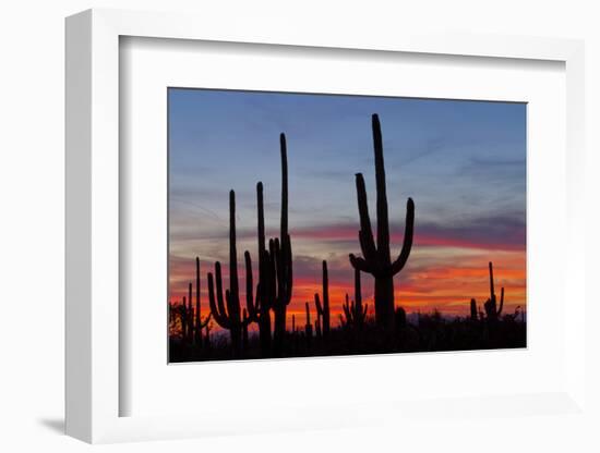 Saguaro Forest, Sonoran Desert, Saguaro National Park, Arizona, USA-null-Framed Photographic Print