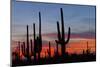 Saguaro Forest, Sonoran Desert, Saguaro National Park, Arizona, USA-null-Mounted Photographic Print