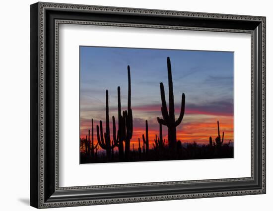 Saguaro Forest, Sonoran Desert, Saguaro National Park, Arizona, USA-null-Framed Photographic Print