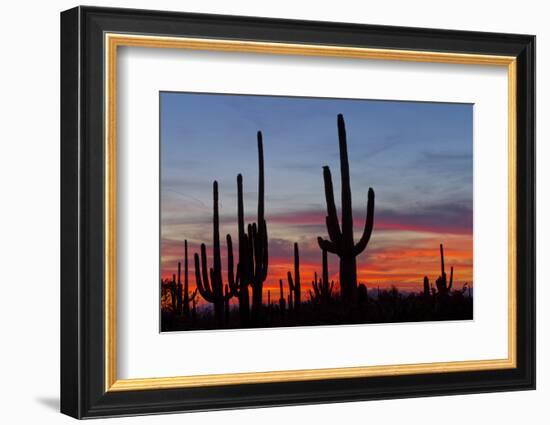 Saguaro Forest, Sonoran Desert, Saguaro National Park, Arizona, USA-null-Framed Photographic Print