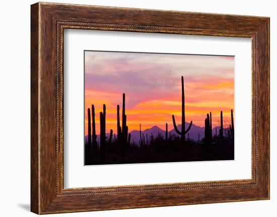 Saguaro Forest, Sonoran Desert, Saguaro National Park, Arizona, USA-null-Framed Photographic Print