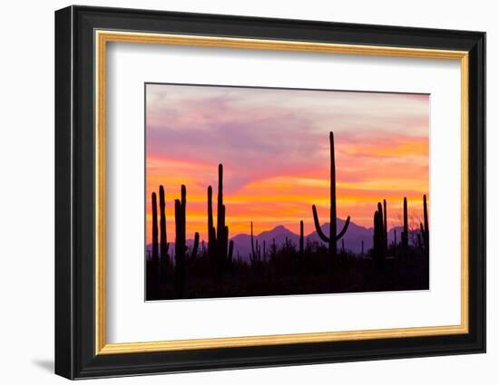 Saguaro Forest, Sonoran Desert, Saguaro National Park, Arizona, USA-null-Framed Photographic Print