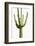 Saguaro I-Mia Jensen-Framed Photo