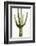 Saguaro I-Mia Jensen-Framed Photo