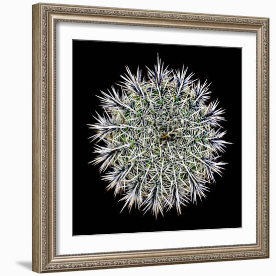 Saguaro Mandala I-Douglas Taylor-Framed Photographic Print