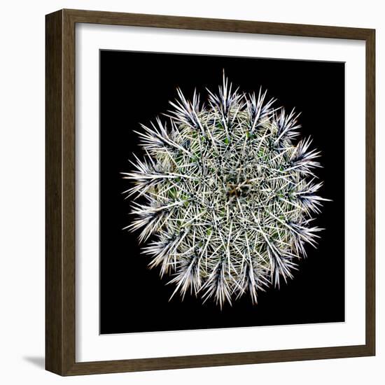 Saguaro Mandala I-Douglas Taylor-Framed Photographic Print