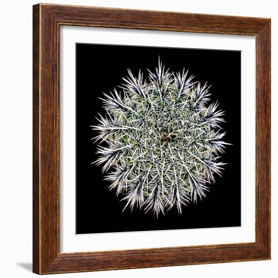 Saguaro Mandala I-Douglas Taylor-Framed Photographic Print