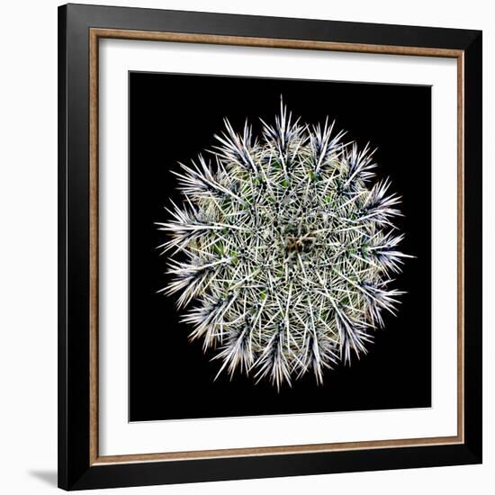 Saguaro Mandala I-Douglas Taylor-Framed Photographic Print