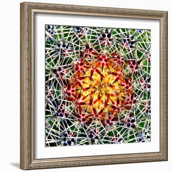 Saguaro Mandala II-Douglas Taylor-Framed Photographic Print