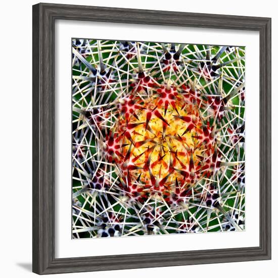 Saguaro Mandala II-Douglas Taylor-Framed Photographic Print