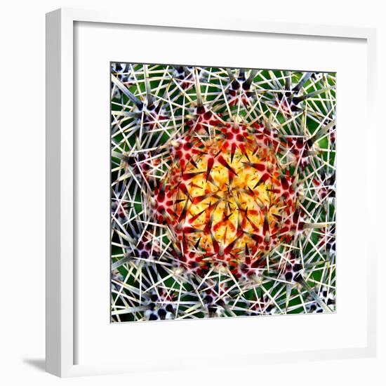 Saguaro Mandala II-Douglas Taylor-Framed Photographic Print