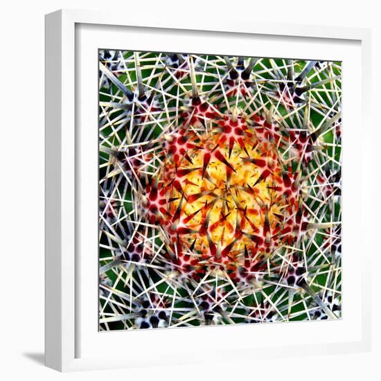 Saguaro Mandala II-Douglas Taylor-Framed Photographic Print