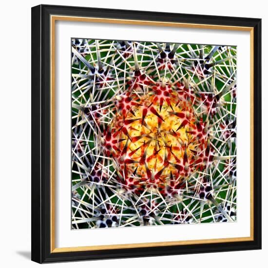 Saguaro Mandala II-Douglas Taylor-Framed Photographic Print