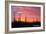 Saguaro National Park, Arizona - Pink Sunset-Lantern Press-Framed Art Print