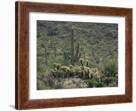 Saguaro National Park, Arizona, with Saguaro Cactus and Silver Cholla-Rolf Nussbaumer-Framed Photographic Print